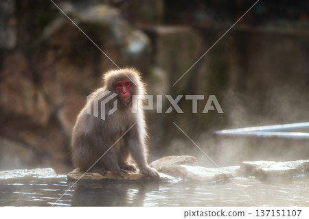 Snow monkey by hot spring in Jigokudani Park at sunset, Yamanouchi 137151107