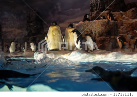 Penguin family standing on ice by pool in Nagoya aquarium, Japan. Penguin family standing on ice by pool in Nagoya aquarium, Japan. 137151113