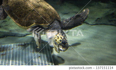 Sea turtle eat feeding fish from trainer in Nagoya Aquarium Sea turtle eat feeding fish from trainer in Nagoya Aquarium 137151114
