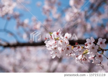Pink cherry blossom or sakura flower blooming, Nagoya 137151119
