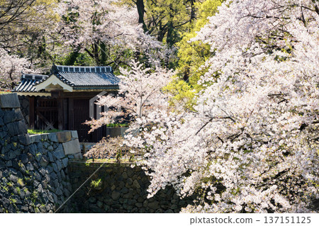 cherry sakura blossom tunnel at Nagoya castle gate in spring, Japan cherry sakura blossom tunnel at Nagoya castle gate in spring, Japan 137151125