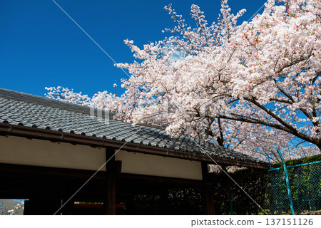 white cherry sakura blossom over Nagoya castle roof in spring, Japan white cherry sakura blossom over Nagoya castle roof in spring, Japan 137151126
