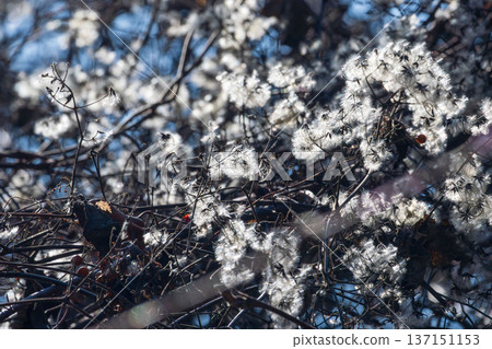 冬日山巒：陽光下閃閃發光的紐扣藤絨毛 03 137151153