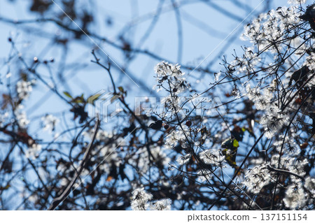 冬日山巒：陽光下閃閃發光的紐扣藤絨毛 04 137151154