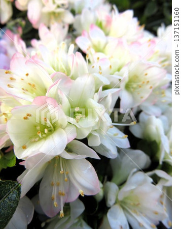 Regina Regina 137151160