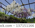 Wisteria trellis 137151166