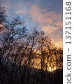 Trees in the morning glow 137151168