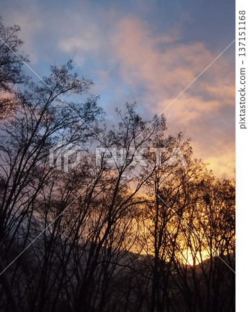 Trees in the morning glow Trees in the morning glow 137151168