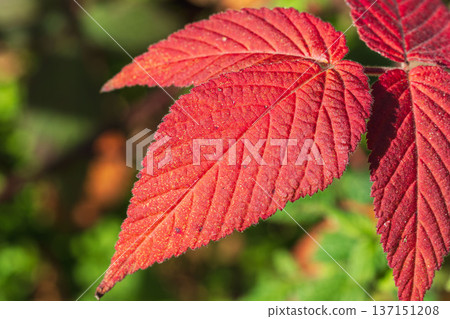 Winter forest: Red leaves of the Japanese quince shining in the sunlight 01 Winter forest: Red leaves of the Japanese quince shining in the sunlight 01 137151208
