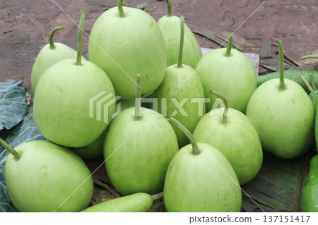 bottle guard stock on shop are cash crops bottle guard stock on shop are cash crops 137151417