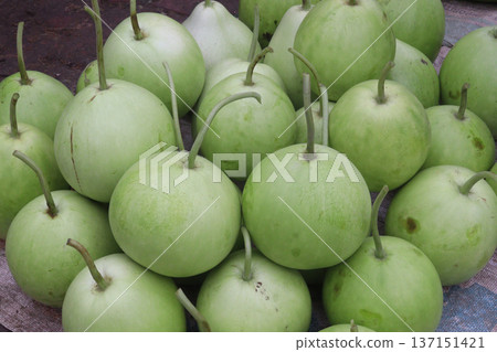 bottle guard stock on shop are cash crops 137151421