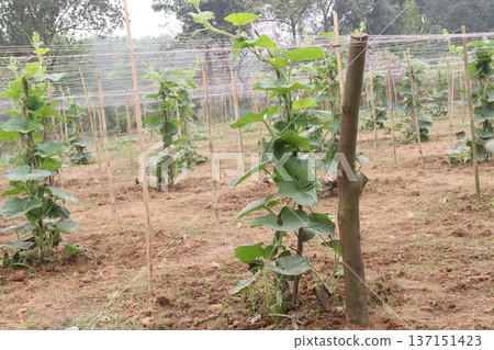 bottle guard plant on farm are cash crops bottle guard plant on farm are cash crops 137151423