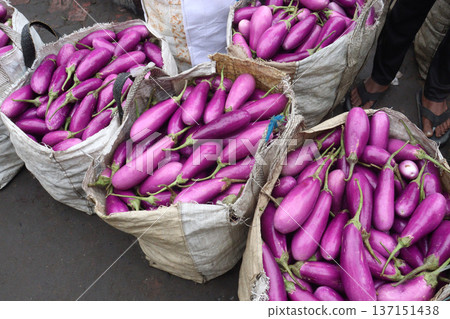 purple Brinjal on shop for harvest are cash crops purple Brinjal on shop for harvest are cash crops 137151438