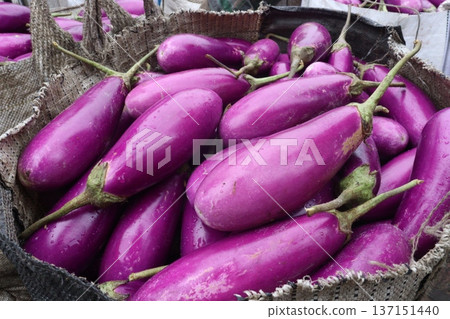 purple Brinjal on shop for harvest are cash crops purple Brinjal on shop for harvest are cash crops 137151440