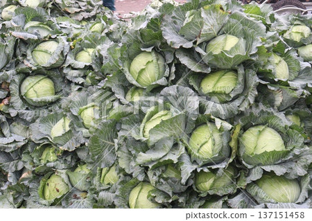 cabbage on shop for sell are cash crops cabbage on shop for sell are cash crops 137151458
