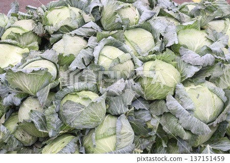 cabbage on shop for sell are cash crops cabbage on shop for sell are cash crops 137151459