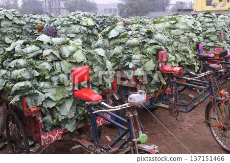 cabbage on shop for sell are cash crops 137151466
