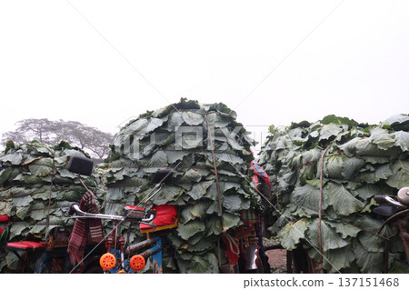 cabbage on shop for sell are cash crops cabbage on shop for sell are cash crops 137151468