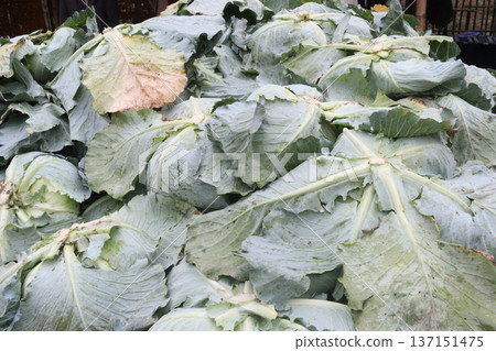cabbage on shop for sell are cash crops cabbage on shop for sell are cash crops 137151475