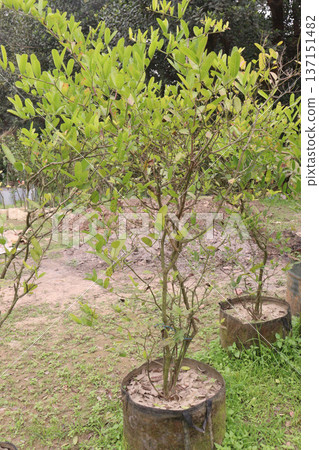 Carissa carandas plant on farm for sell Carissa carandas plant on farm for sell 137151482