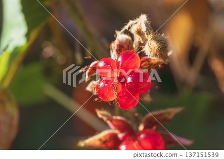 Winter forest: Close-up of red winter strawberry fruit 05 Winter forest: Close-up of red winter strawberry fruit 05 137151539