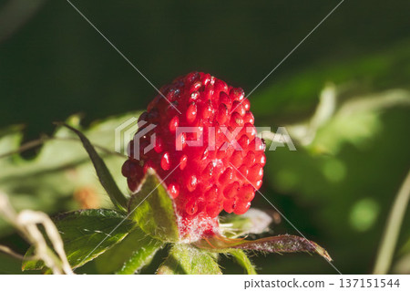 Winter forest Macro photography of red berries of snakeberry 02 137151544