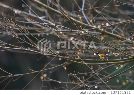 冬日森林：晨曦中閃閃發光的枝頭水滴 01 137151551