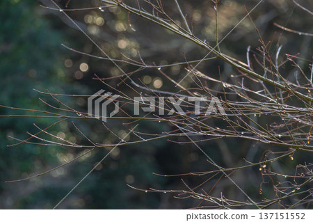 Winter forest: Drops on twigs sparkling in the morning sun 02 Winter forest: Drops on twigs sparkling in the morning sun 02 137151552