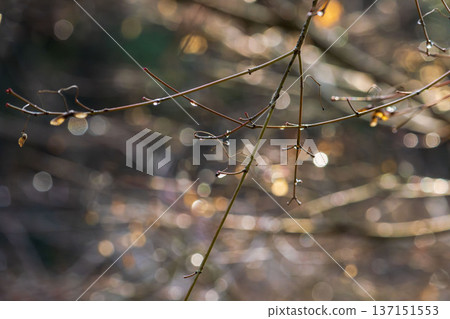 Winter forest: Drops on twigs sparkling in the morning sun 03 137151553