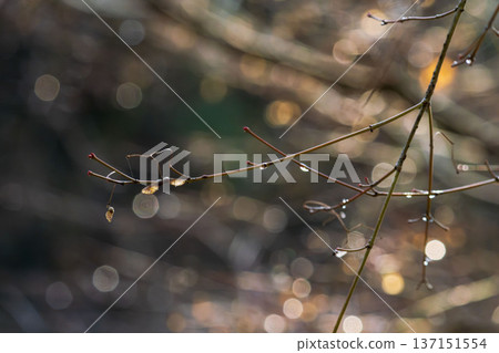 Winter forest: Drops on twigs sparkling in the morning sun 04 137151554