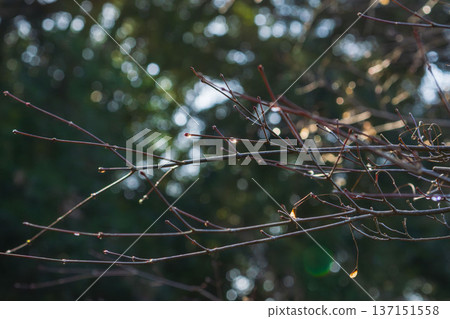 冬日森林：枝頭的水珠在晨光中閃閃發光¹² 137151558