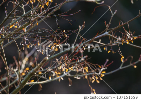 Winter forest: samara on twigs shining in the morning sun 07 137151559