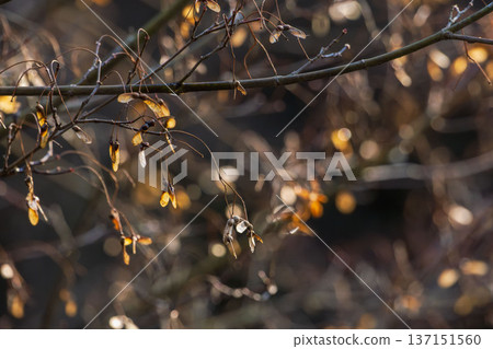 冬日森林：枝條上的翅果在晨光中閃閃發光 08 137151560