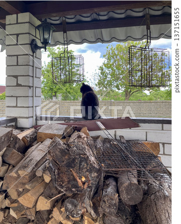 A cat sits in the summer kitchen against a backdrop of stacked firewood 137151655