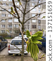 in the city, the first leaves appeared on the chestnut tree in the spring 137151659