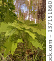 spring landscape - young green maple leaves 137151660
