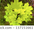 spring landscape - young green maple leaves 137151661