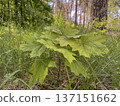 spring landscape - young green maple leaves 137151662