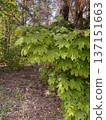 spring landscape - young green maple leaves 137151663
