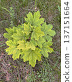 spring landscape - young green maple leaves 137151664