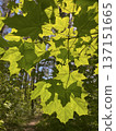 spring landscape - young green maple leaves 137151665