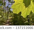 spring landscape - young green maple leaves 137151666