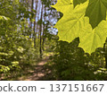 spring landscape - young green maple leaves 137151667
