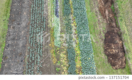 Farmland cow dung farm fertilizer rich in minerals farming, aerial drone garden autumn planted various organic fresh healthy edible winter vegetables like leek, savoy cabbage and winter kale. Aerial Farmland cow dung farm fertilizer rich in minerals farming, aerial drone garden autumn planted various organic fresh healthy edible winter vegetables like leek, savoy cabbage and winter kale. Aerial 137151704