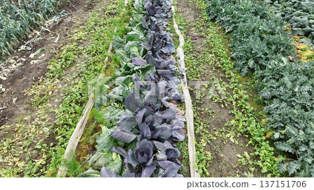 Farmland savoy cabbage farming winter kale aerial farm fall drone garden autumn planted various organic fresh healthy edible winter vegetables like leek, Harvest cabbage Brassica oleracea leftover Farmland savoy cabbage farming winter kale aerial farm fall drone garden autumn planted various organic fresh healthy edible winter vegetables like leek, Harvest cabbage Brassica oleracea leftover 137151706