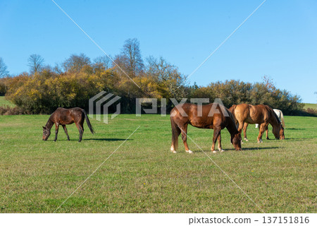 Horses on a pasture during autumn Horses on a pasture during autumn 137151816