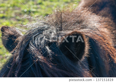 Detail of Shetland pony on pasture 137151819