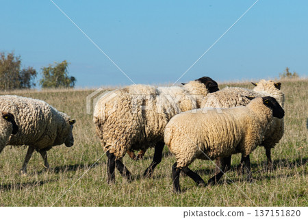 Herd of sheep grazing on pasture Herd of sheep grazing on pasture 137151820