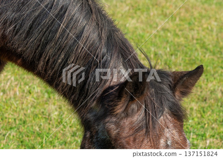 Detail of a brown horse grazing on pasture 137151824