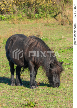 Shetland pony on a pasture 137151825